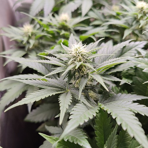 Growreport Bild 6