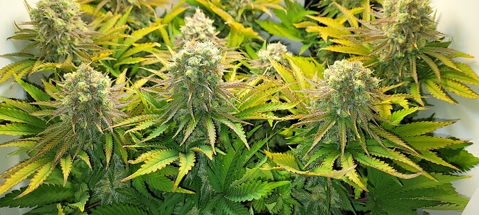 Growreport Bild 8
