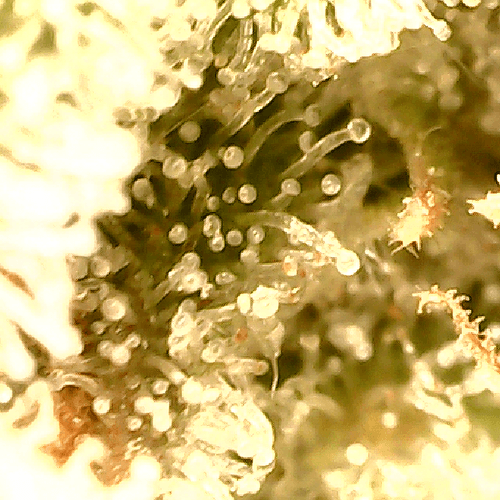 Growreport Bild 12