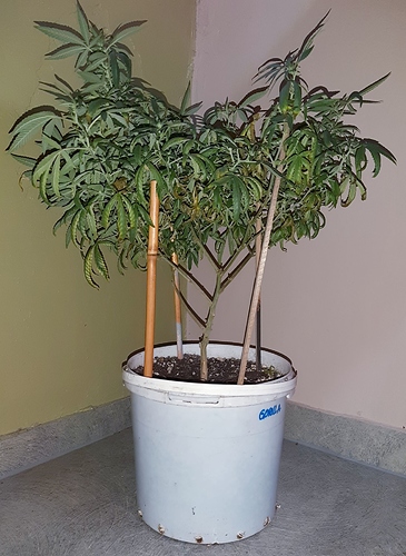 Growreport Bild 1