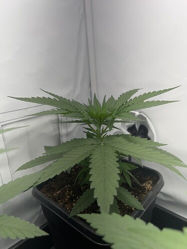 Growreport Bild 3