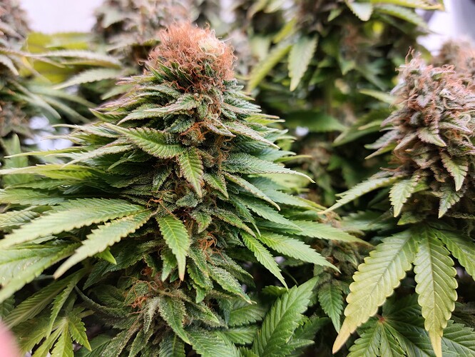 Growreport Bild 10