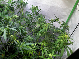 Growreport Bild 12