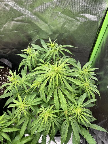 Growreport Bild 33