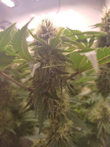 Growreport Bild 5