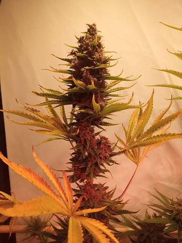Growreport Bild 36