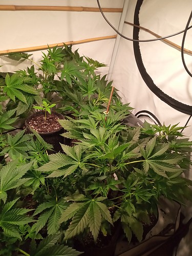 Growreport Bild 26