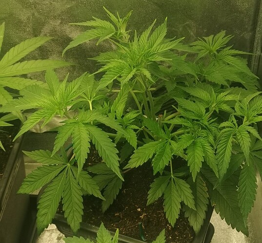 Growreport Bild 7