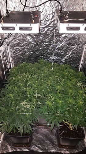 Growreport Bild 13