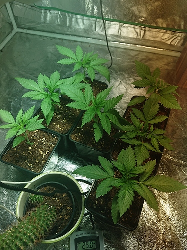 Growreport Bild 16