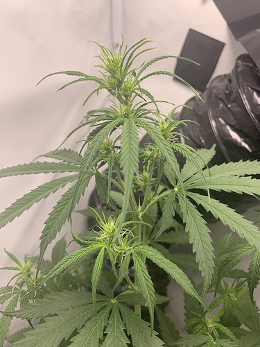 Growreport Bild 2