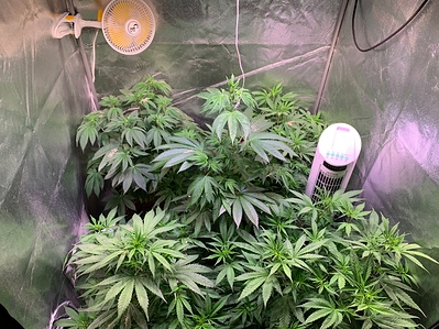 Growreport Bild 3
