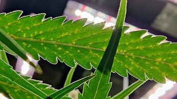 IMG_20220710_224624~2