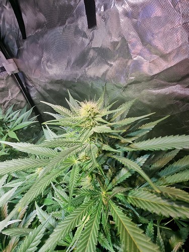 Growreport Bild 3