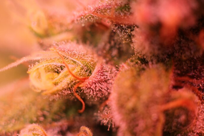 Growreport Bild 19