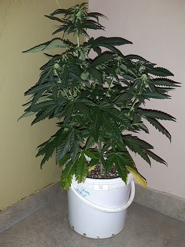 Growreport Bild 1