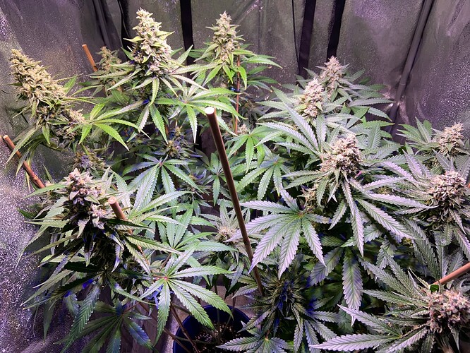 Growreport Bild 2
