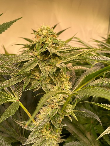 Growreport Bild 11