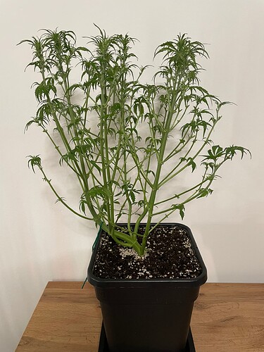 Growreport Bild 2