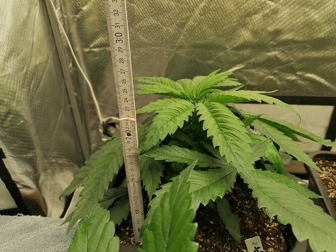 Growreport Bild 8