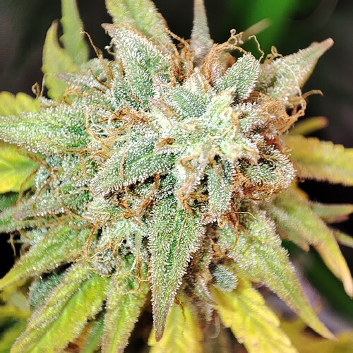 Growreport Bild 1