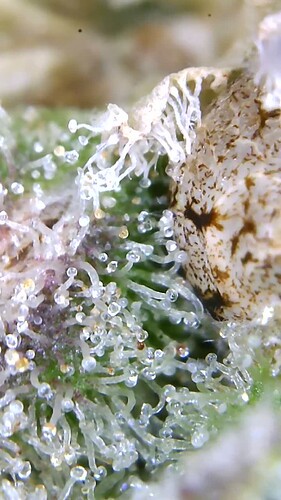 Growreport Bild 31