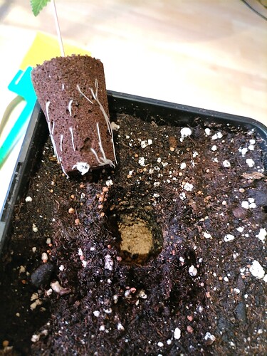 Growreport Bild 42