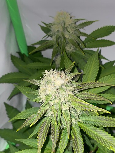 Growreport Bild 4