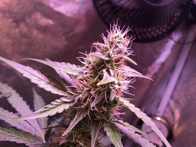 Growreport Bild 10