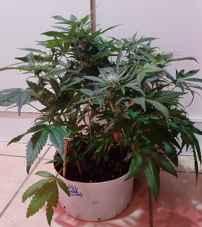 Growreport Bild 13