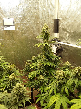 Growreport Bild 4