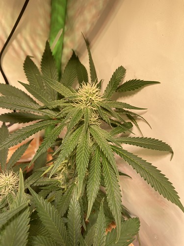 Growreport Bild 3