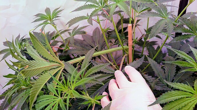 Growreport Bild 3