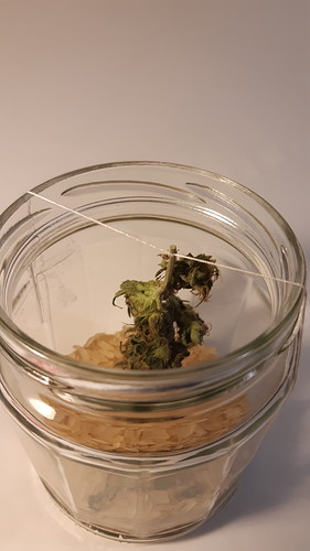 16336337994804516416210125409274