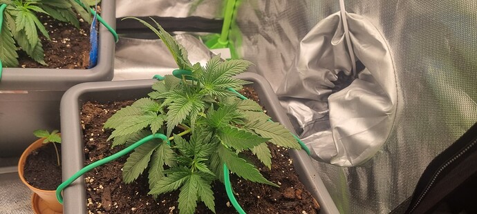 Growreport Bild 5