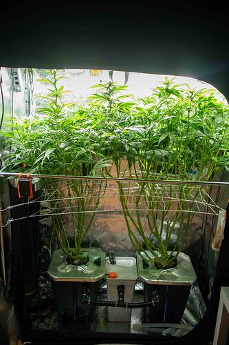 Growreport Bild 1