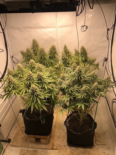 Growreport Bild 17