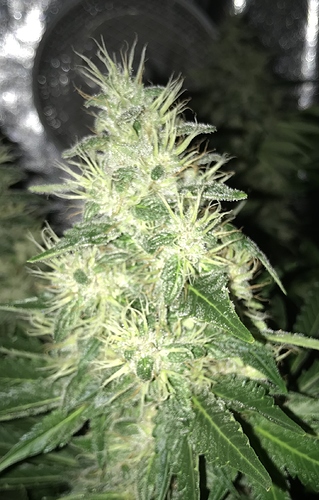 Growreport Bild 2