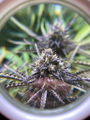 Growreport Bild 9