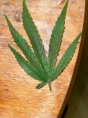 Growreport Bild 1