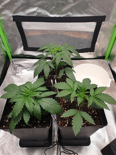 Growreport Bild 1