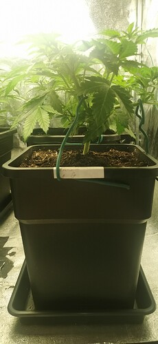 Growreport Bild 7