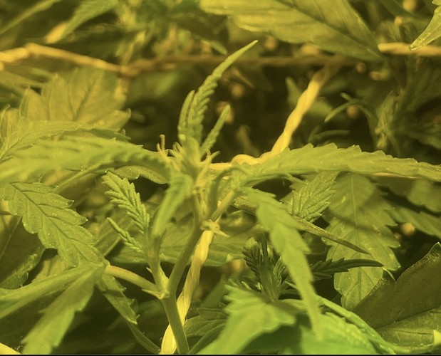 Growreport Bild 9