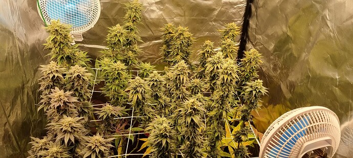 Growreport Bild 23
