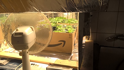 Growreport Bild 6