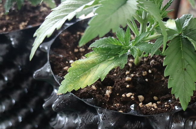 Growreport Bild 7