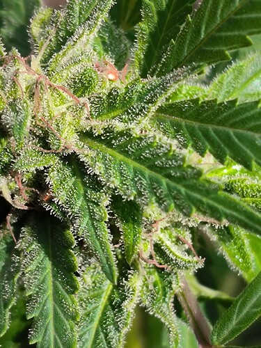 Growreport Bild 7