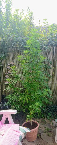 obscura1660941568997