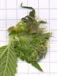 107_HerbstCheck_Scan1