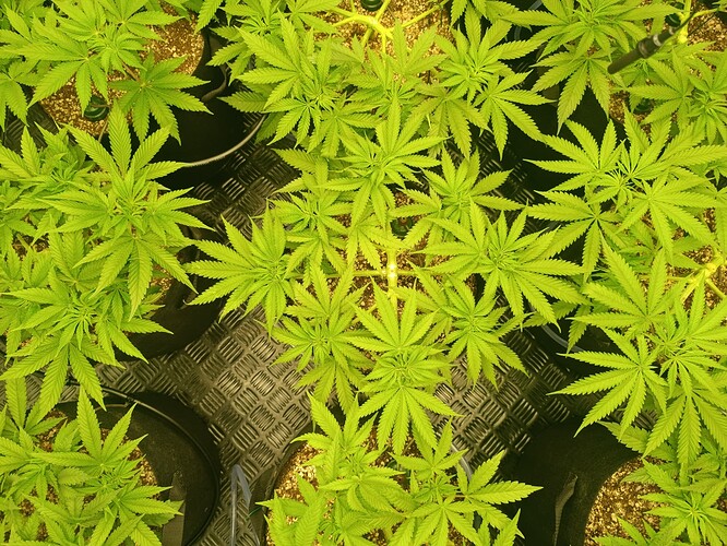 Growreport Bild 2